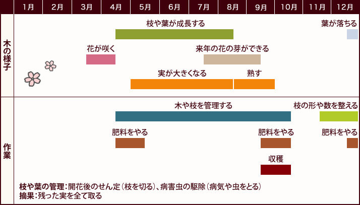 アーモンドを家庭で収穫してみよう お手入れの方法やポイントとは ナッツの情報サイト Ton S Cafe トンカフェ