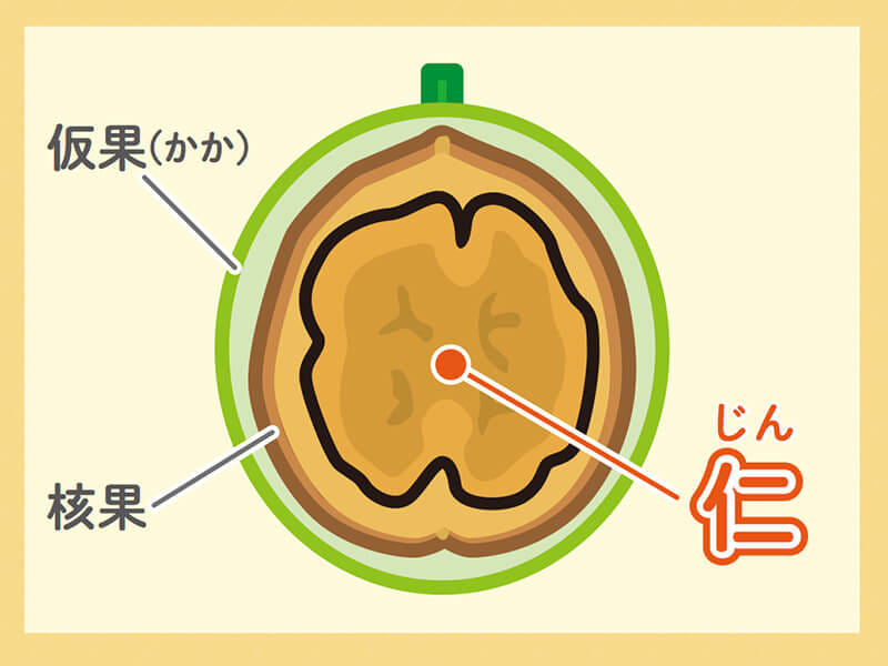 ナッツは種のような見た目をしているものの実は意外な部分を食べています ナッツの情報サイト Ton S Cafe トンカフェ