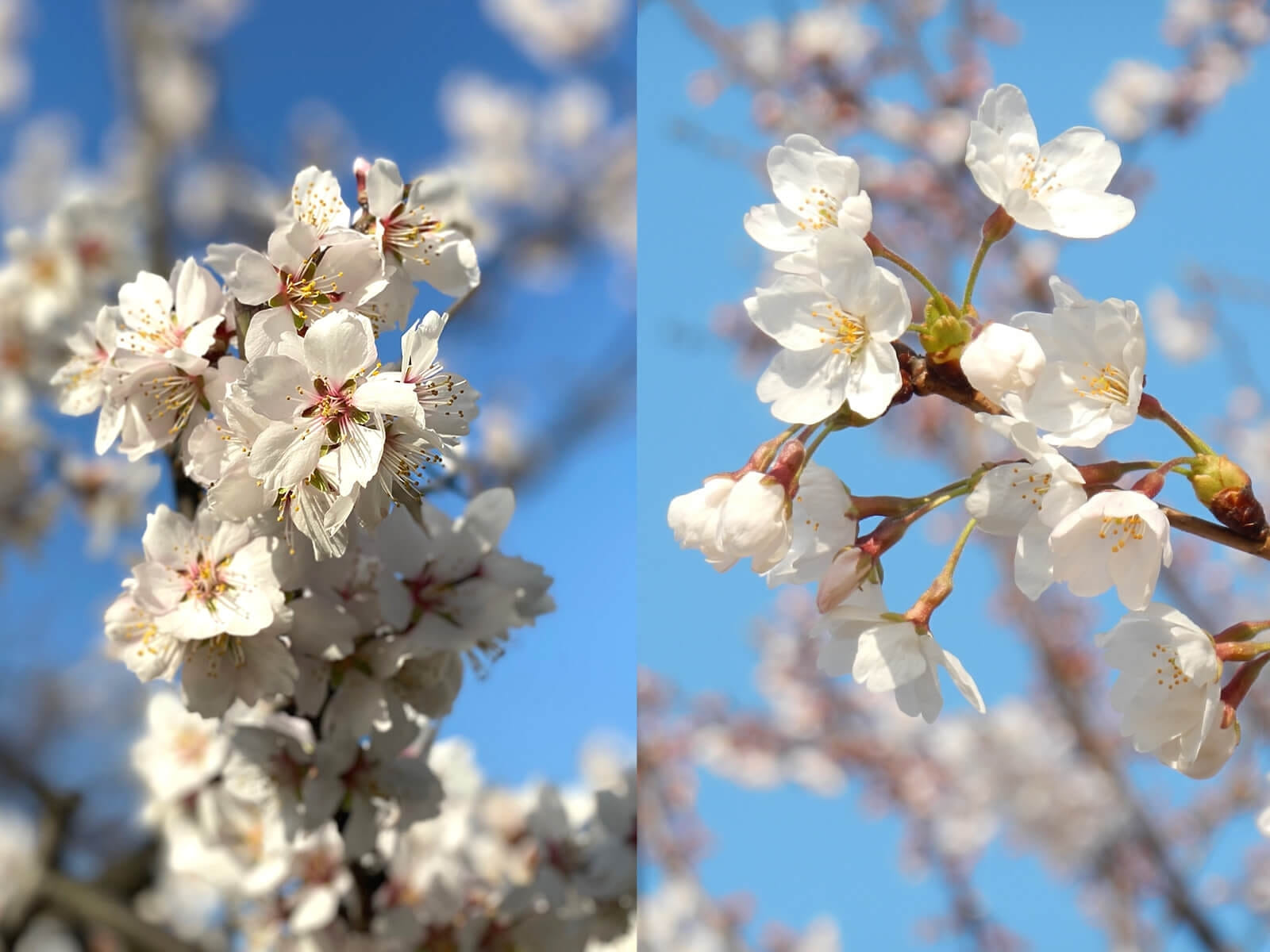 そっくりな花 アーモンド と 桜 の違いや簡単な見分け方とは ナッツの情報サイト Ton S Cafe トンカフェ